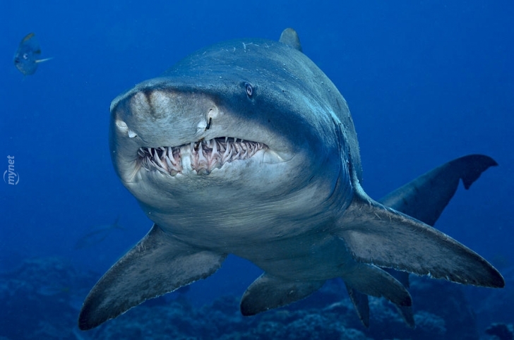 boğa köpekbalığı ile ilgili görsel sonucu