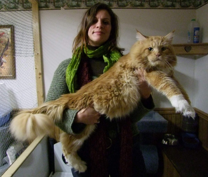 mainecoonredtabbywhiteof10kgjpg-728x728.jpg