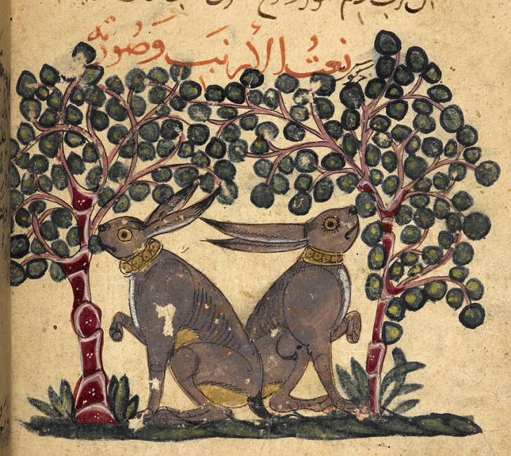 862px-wo-hares-eating-berries-itab-a-t-al-hayawan-wa-manafi-ihi--nimals-and-their-ses-13th--f-166v-r-2784-728x728.jpg