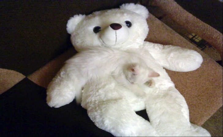 kedi2png-728x728.jpg