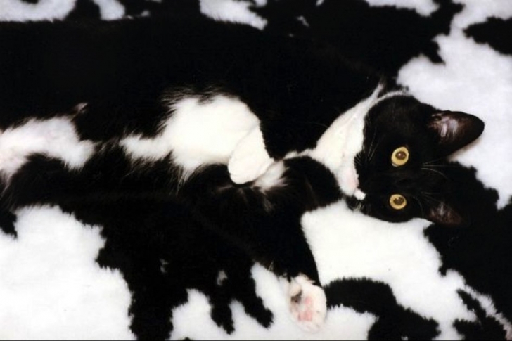 kedi4png-728x728.jpg