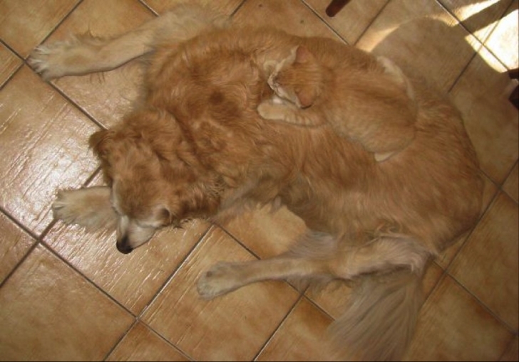 kedi5png-728x728.jpg