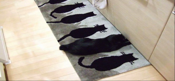 kedi6png-728x728.jpg