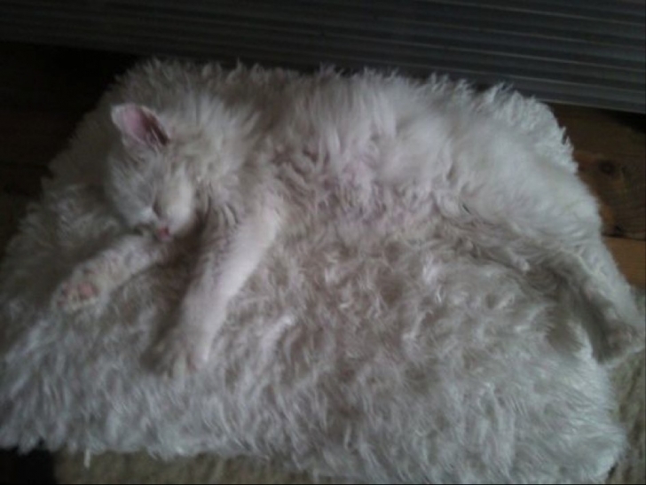 kedi7png-728x728.jpg