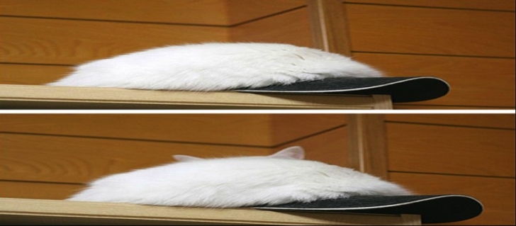 kedi8png-728x728.jpg