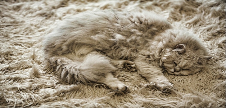 kedi9png-728x728.jpg