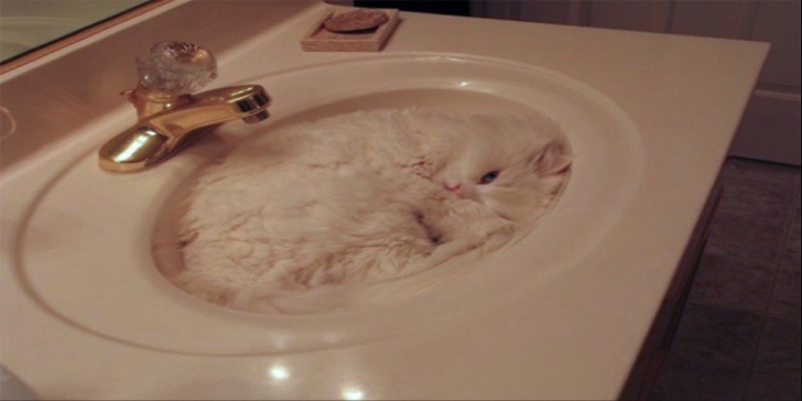 kedi11png-728x728.jpg