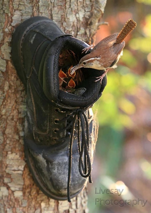bird-nests-unusual-places-16605jpg-728x728.jpg