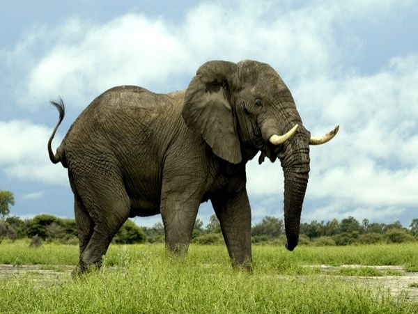 african-elephant435600x450jpg-728x728.jpg