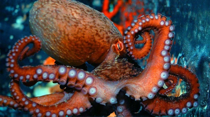 revit-octopusjpg-728x728.jpg