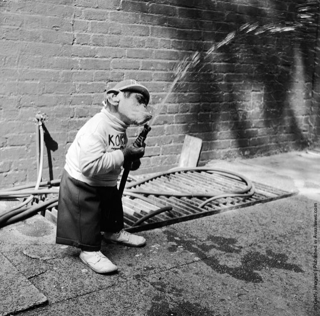 funny-vintage-animal-photos-1jpeg-728x728.jpg