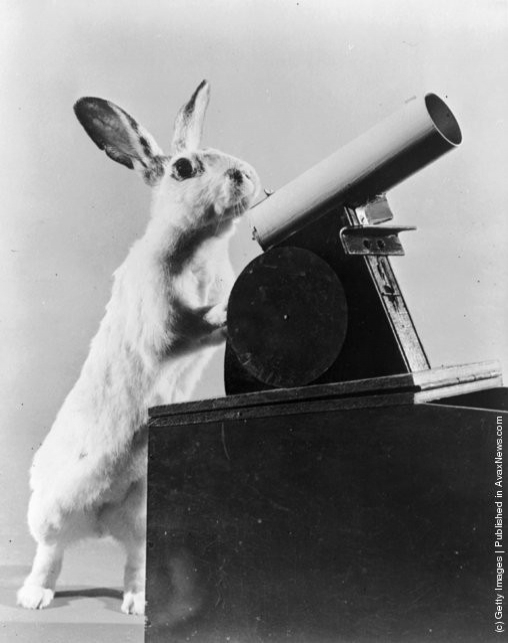 funny-vintage-animal-photos-2jpeg-728x728.jpg