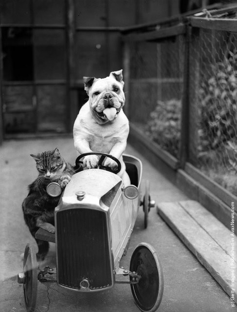 funny-vintage-animal-photos-3jpeg-728x728.jpg