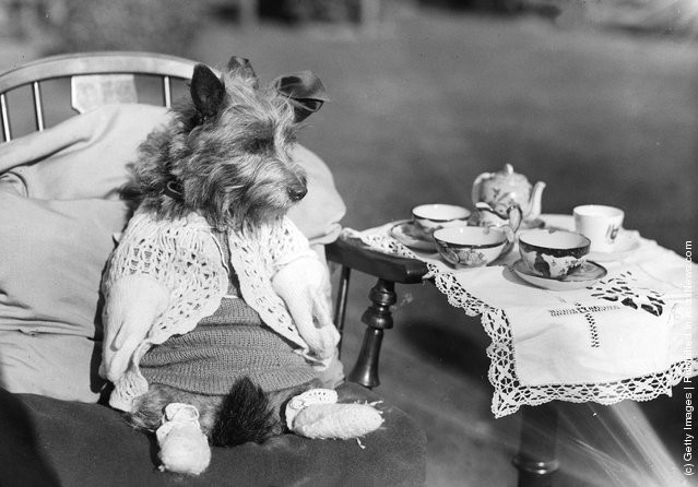 funny-vintage-animal-photos-4jpeg-728x728.jpg