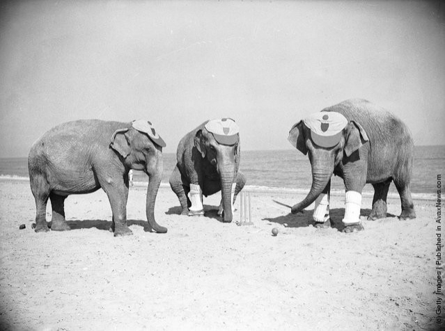 funny-vintage-animal-photos-5jpeg-728x728.jpg