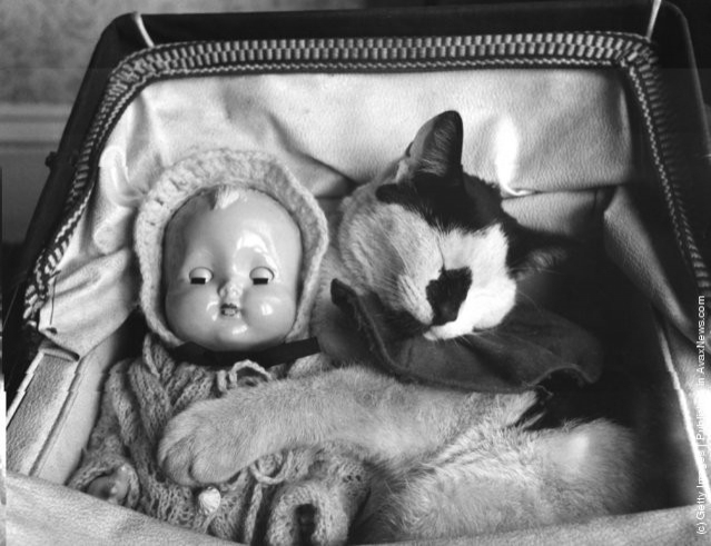 funny-vintage-animal-photos-6jpeg-728x728.jpg