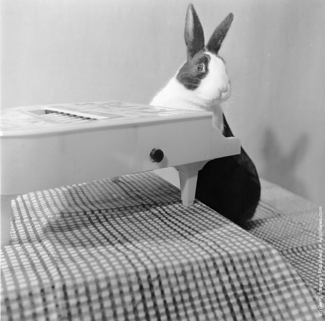 funny-vintage-animal-photos-7jpeg-728x728.jpg