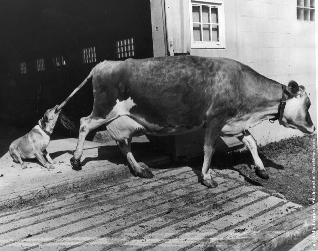 funny-vintage-animal-photos-8jpeg-728x728.jpg