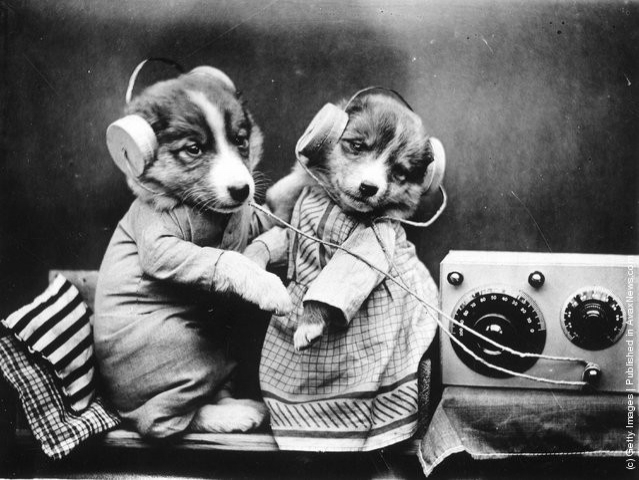 funny-vintage-animal-photos-11jpeg-728x728.jpg