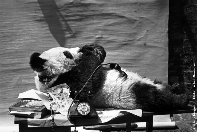 funny-vintage-animal-photos-9jpeg-728x728.jpg