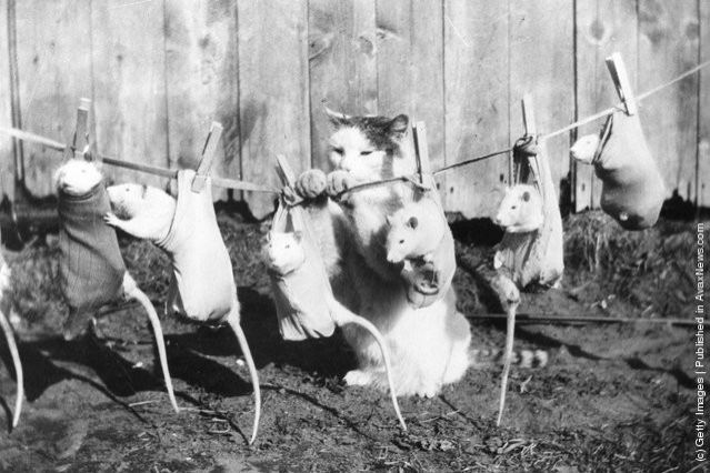 funny-vintage-animal-photos-12jpeg-728x728.jpg
