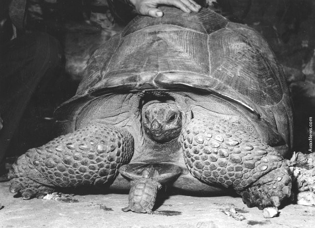 funny-vintage-animal-photos-13jpeg-728x728.jpg