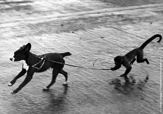 funny-vintage-animal-photos-15jpeg-728x728.jpg