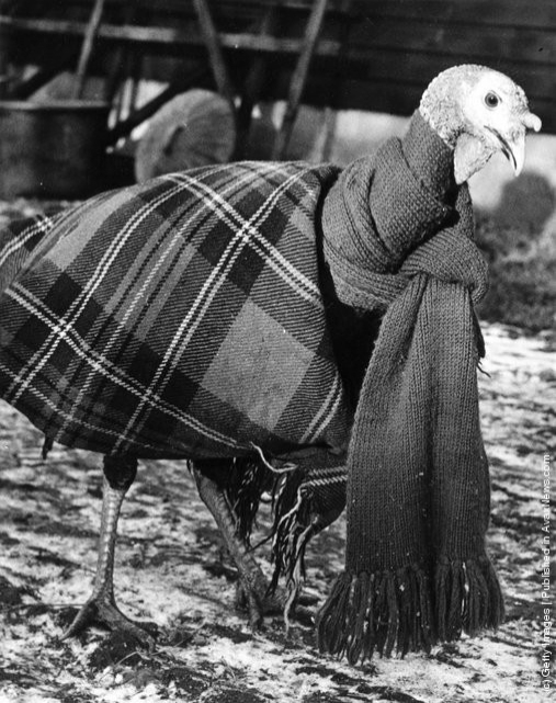 funny-vintage-animal-photos-16jpeg-728x728.jpg