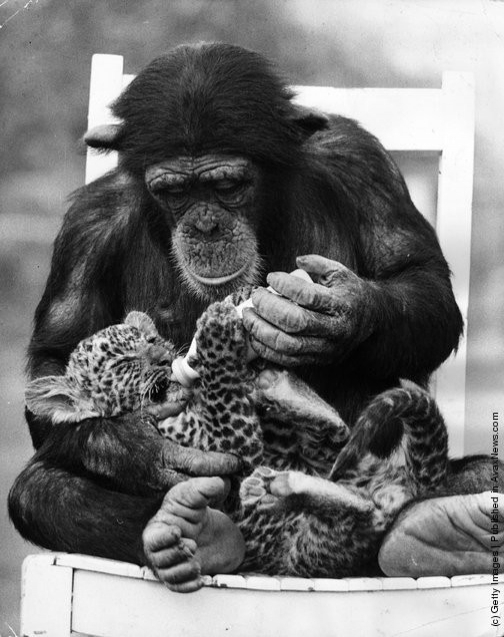funny-vintage-animal-photos-17jpeg-728x728.jpg
