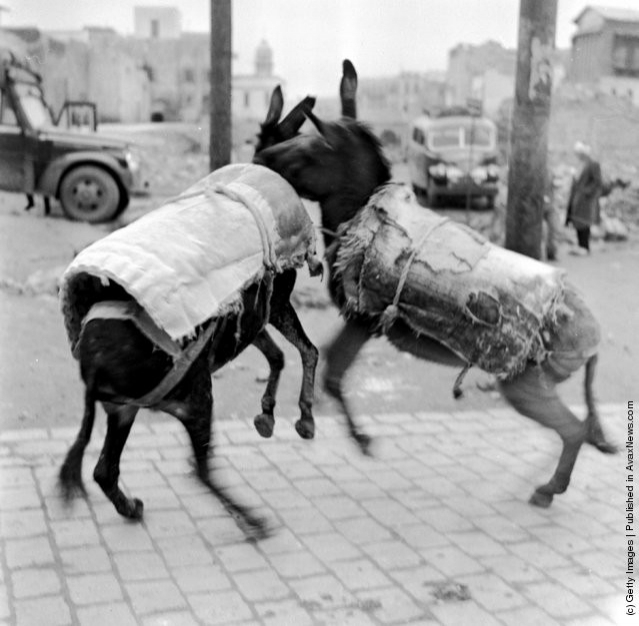 funny-vintage-animal-photos-18jpeg-728x728.jpg