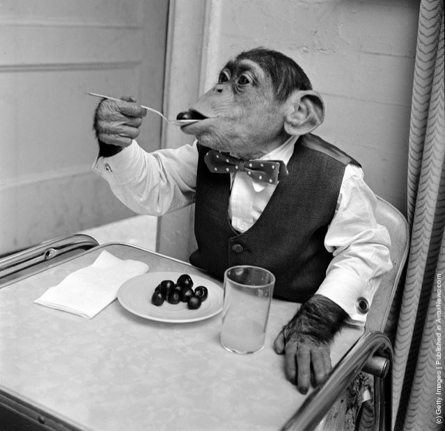 funny-vintage-animal-photos-21jpeg-728x728.jpg