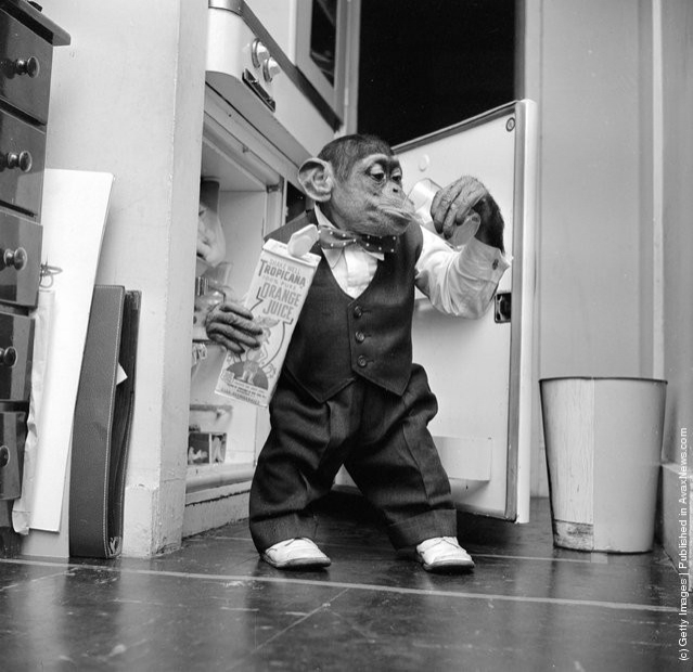funny-vintage-animal-photos-22jpeg-728x728.jpg