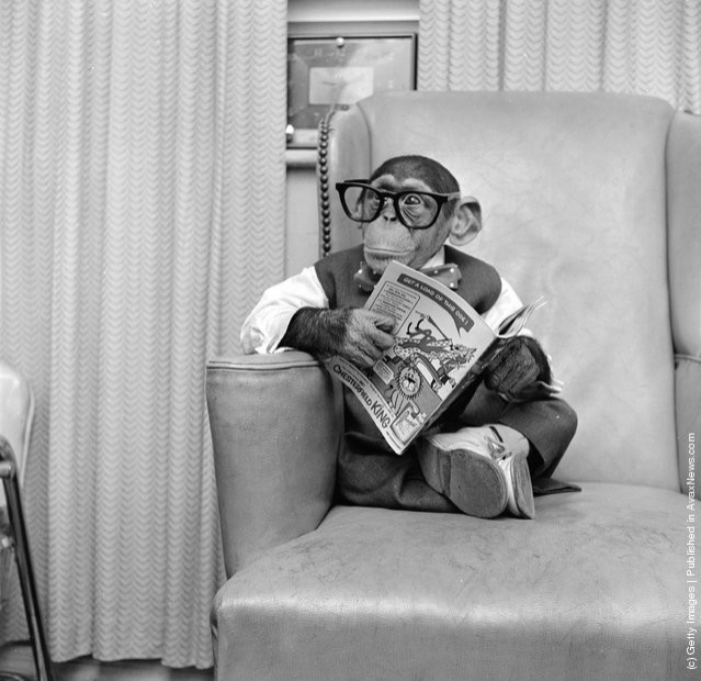 funny-vintage-animal-photos-23jpeg-728x728.jpg