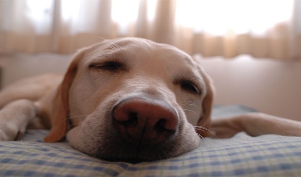 240-610x360jpg-728x728.jpg