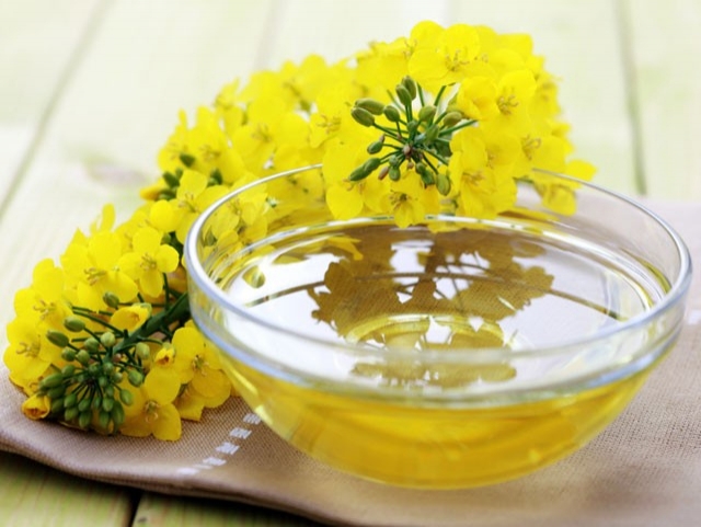 canolaoiljpg-728x728.jpg