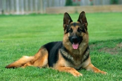 Dünyadaki En Akıllı 15 Köpek Cinsi
