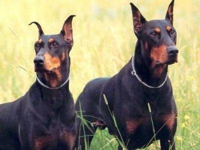 Dünyadaki En Akıllı 15 Köpek Cinsi