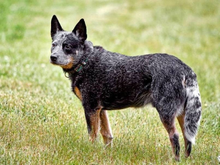 Dünyadaki En Akıllı 15 Köpek Cinsi