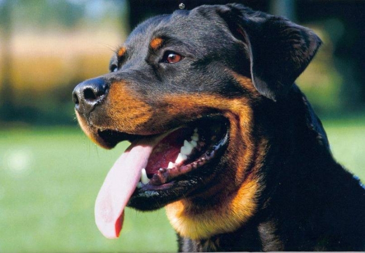 Dünyadaki En Akıllı 15 Köpek Cinsi