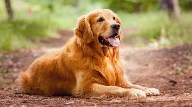 Dünyadaki En Akıllı 15 Köpek Cinsi