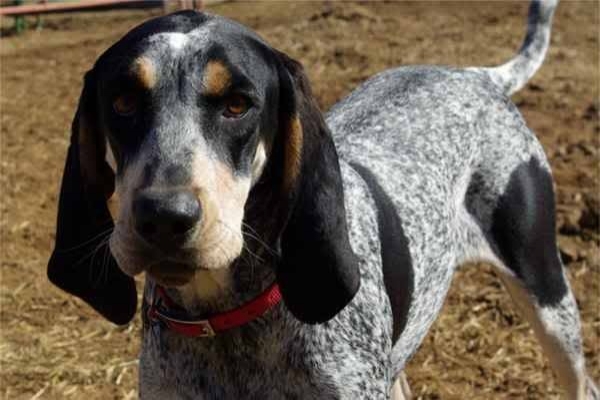 Dünyadaki En Akıllı 15 Köpek Cinsi