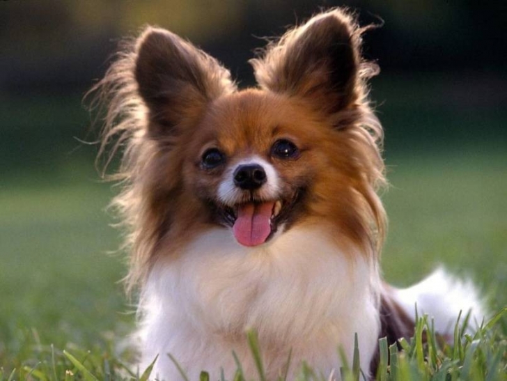 Dünyadaki En Akıllı 15 Köpek Cinsi