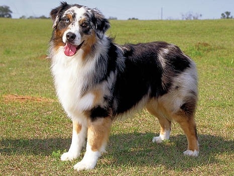 Dünyadaki En Akıllı 15 Köpek Cinsi