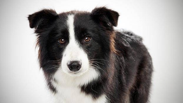Dünyadaki En Akıllı 15 Köpek Cinsi