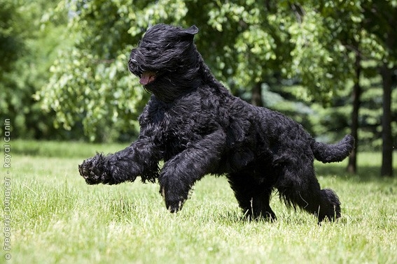 Dünyadaki En Akıllı 15 Köpek Cinsi