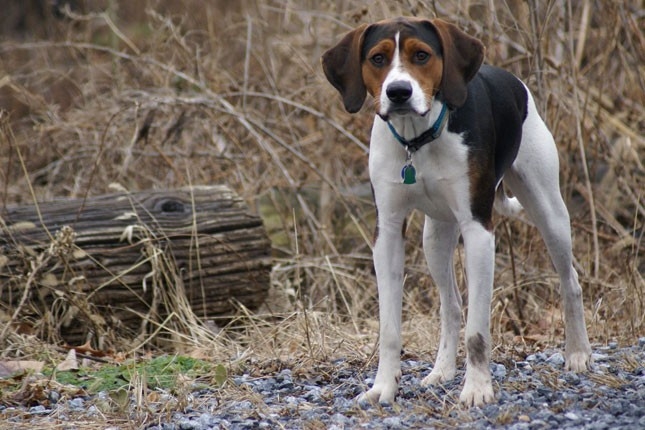 Dünyadaki En Akıllı 15 Köpek Cinsi