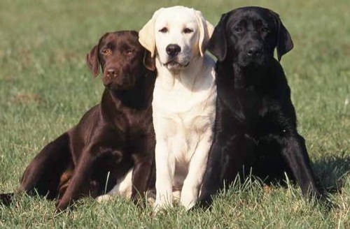 Dünyadaki En Akıllı 15 Köpek Cinsi