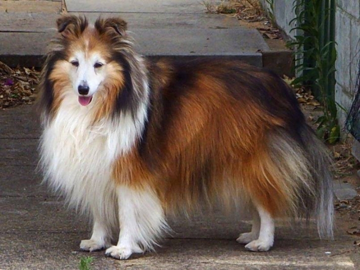 Dünyadaki En Akıllı 15 Köpek Cinsi