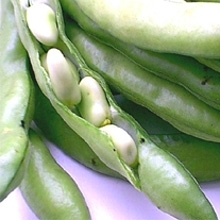 Fava yı Denediniz mi? 1